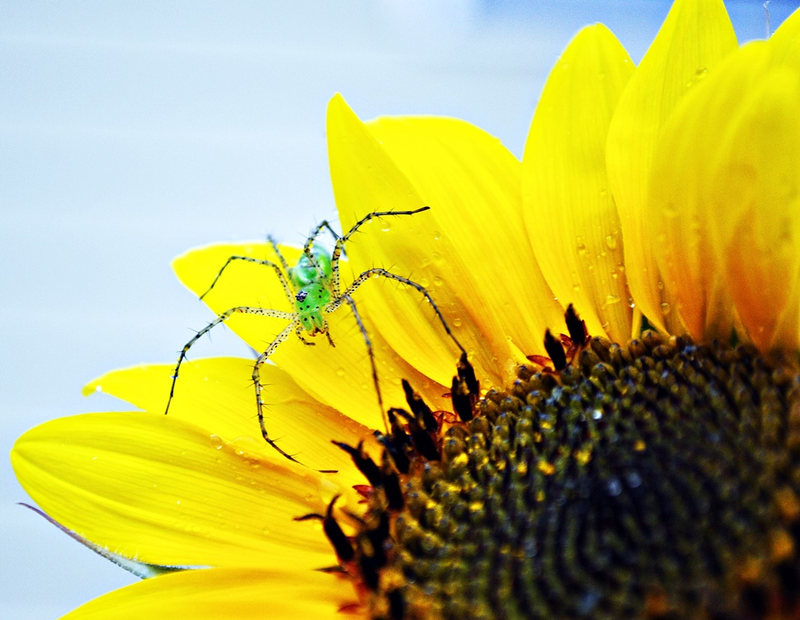 Illustration for article titled 75 Close-Ups Of Bugs